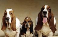 耳朵下垂的狗狗表情丰富，你知道它的品种吗？