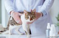 猫白血病揭秘：铲屎官们如何应对？