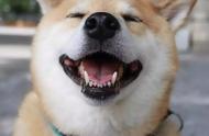 秋田柴犬：日本最受欢迎的可爱犬种，却面临灭绝危机？