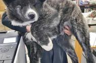 72斤重的秋田犬，站起来跟人一样高，这是狗还是熊？