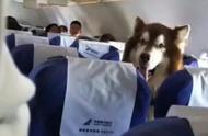 情感抚慰犬真的可以登机吗？阿拉斯加能否成为其中之一？