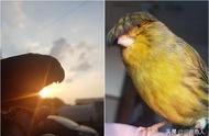 金丝雀的流苏发型：一只独特的小鸟