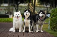 三傻再次上榜！揭秘最常见的10种狗狗