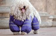 波利犬：一种外形奇特的稀有狗狗，洗澡时间长达半天