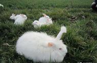 铭途农业：长毛兔养殖技巧揭秘，掌握这些要点，收益翻倍！