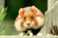 揭秘凶猛仓鼠：谁说它们都是温柔的小可爱？