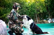 为何中华田园犬无法成为军犬？关键在于这个原因