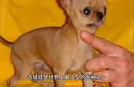 吉娃娃：世界上最小巧的狗狗