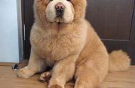 松狮犬：中国最受欢迎的十大犬种之一