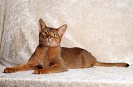阿比西尼亚猫：贵族血统的优雅象征