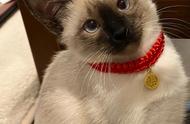 暹罗猫被误读为“逻辑猫”：真是一只超级“狗”的猫！
