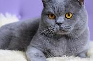 老祖宗的警告：五种最不忠心的猫咪，养猫需谨慎
