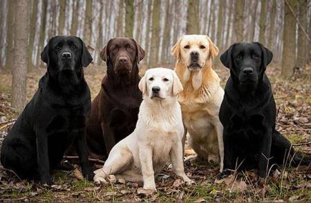 拉布拉多猎犬入选全球最可爱犬种，你心动了吗？