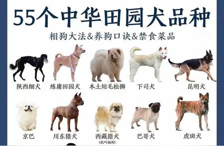 中华田园犬品种大全：55种选择，你钟爱哪一款？