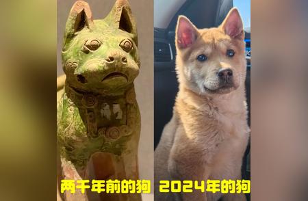 中华田园犬的卓越品质：两千年的历史见证