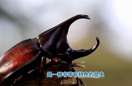 独角仙：揭秘甲虫界的奇异存在