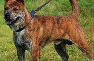 虎斑犬：猎犬中的绝美之选