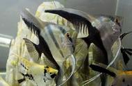 神仙鱼常见疾病及处理方法：真的那么难吗？