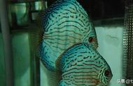 探索七彩神仙鱼的美丽世界：蓝色、绿色和松石条纹彩篇