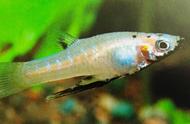 黑唇胎生鳉鱼，其嘴巴下方黑色的特点，是否与黑玛丽鱼相似？