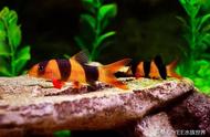 热带雨林奇遇：三间鼠的鱼缸生活