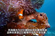 小丑鱼如何在海葵上自由穿梭？你也想这样吗？