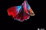 印尼暹罗斗鱼的绚丽鱼尾：晚礼裙般的视觉盛宴