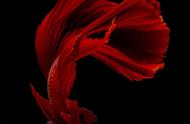 暹罗斗鱼：水中的舞者，体态之美的欣赏