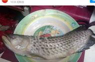 印尼男孩的珍贵龙鱼瞬间消失：父亲竟然将其炸成美食