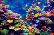 珊瑚的五彩世界