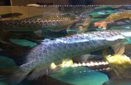 马来西亚池塘捞龙鱼：水族爱好者的天堂