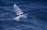 海洋中的飞行鱼类：霸主也无法伤害，一次能飞数十米