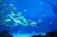 上海海昌海洋公园的美人鱼童话：超美、生动的视觉盛宴