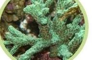 角珊瑚（荧光）的海洋奥秘