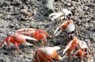 海滩上的小红蟹群，美不胜收