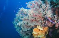 珊瑚：一种神奇的生物