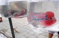 批发市场热带鱼大促销：罗汉鱼仅售120元，孔雀鱼50条仅需40元！