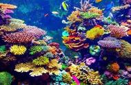 珊瑚：动物还是植物？