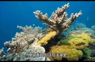 珊瑚：植物还是动物？