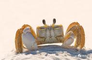 流浪蟹的经济学命运：一只螃蟹的故事