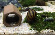 螺类宠物：鱼缸藻类清除的实用指南，优缺点详解