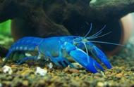 蓝魔虾：变异的美味还是虾界的怪物？