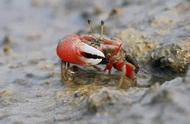 潮汐变色的神奇螃蟹：世界上最不可思议的自然现象
