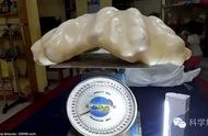 海底珍宝：渔民意外捕获世界最大珍珠，价值6.6亿
