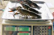 澳洲“蓝魔龙”抢占小龙虾市场，年销量猛增30%