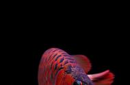 龙鱼壁纸：高秋舞动的得意之鱼