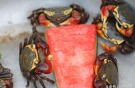 青岛海滨的红脚蟹，每个只需10元，争食西瓜皮引人入胜