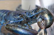 水产市场的惊喜：蓝色龙虾的意外收获