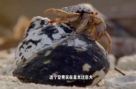 寄居蟹的奇妙变身之旅：探索它们如何换装迎接新生活！