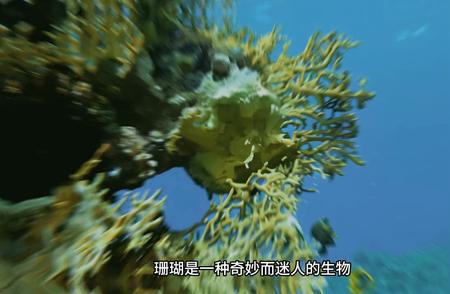 珊瑚：植物还是动物？揭秘真相！
